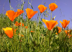 Eschscholzia californica